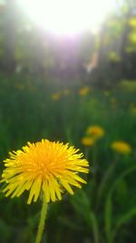 Close-up of yellow flower