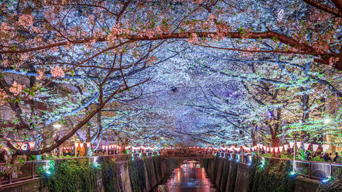 Cherry blossoms along the meguro river, tokyo japan at night