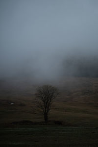 Bare trees on field against sky during foggy weather