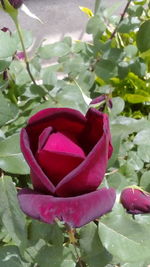 Close-up of pink flowers