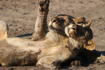 Playful lion cubs on sand