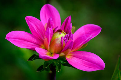 Close-up of pink flower