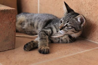 Cat relaxing on floor