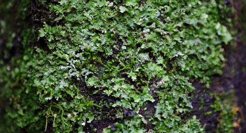 Close-up of moss growing on tree trunk