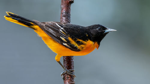 Close-up of bird perching on a branch