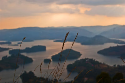 Close-up of silhouette plants against sky at sunset