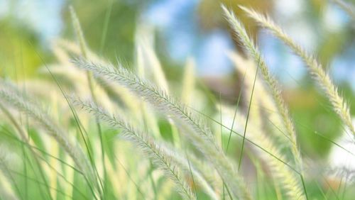 Close-up of plant growing on field