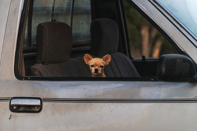 Small dog in the window of a car looking funny and fierce.