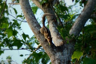 Low angle view of lizard on branch