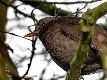 Close-up of bird perching on branch