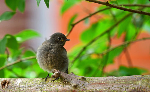Close-up of a bird perching on branch