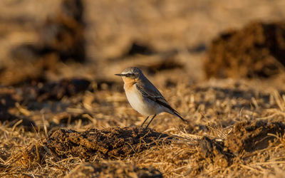 Bird perching on a land