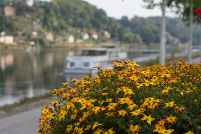 Yellow flowering plants by river