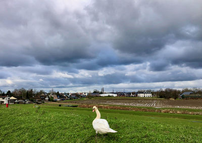 View of birds on grassy field against storm clouds