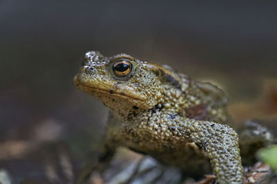 Close-up of frog