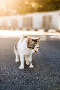 View of a cat on street