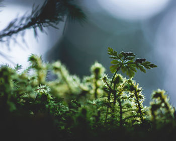 Close-up of fresh green plants on field