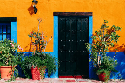 Potted plant against wall