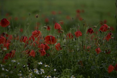 Close-up of red poppy flowers on field