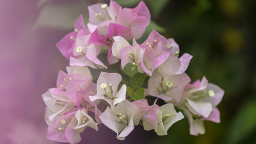 Close-up of pink flowering plant