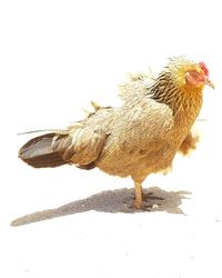 Close-up of rooster against white background