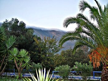 Palm trees against sky