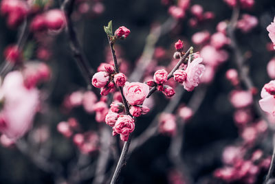 Close-up of pink cherry blossom