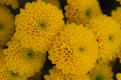 Close-up of yellow flowering plant