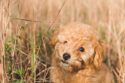 Close-up of a dog puppy poodle on field