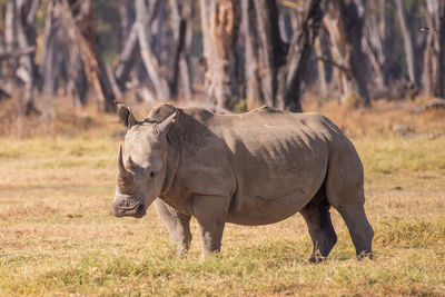 White rhinoceros standing in a field