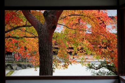 Flowers growing on tree trunk