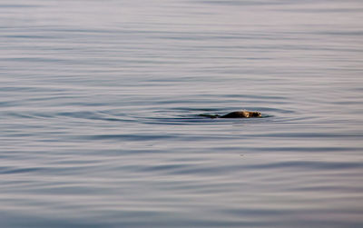 Duck swimming in lake