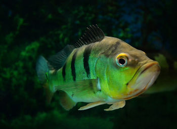 Close-up of fish swimming in sea