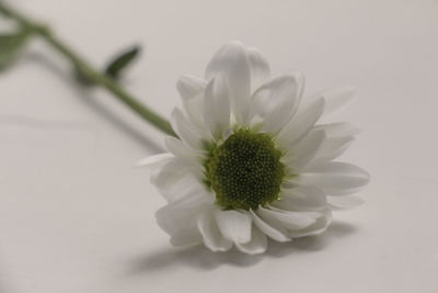 Close-up of white flower
