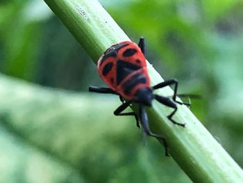 Close-up of insect on leaf