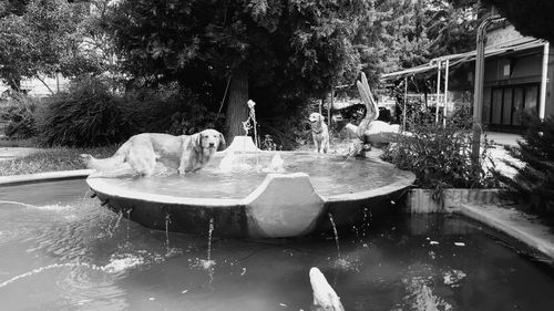 Fountain in swimming pool by lake