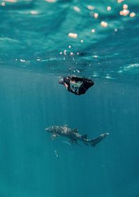 High angle view of fish swimming in sea