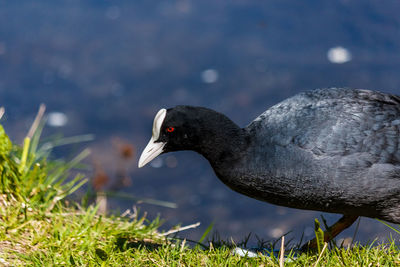 Close-up of bird in lake