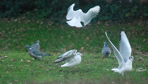 Seagulls on a field