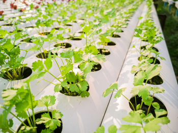 High angle view of plant leaves