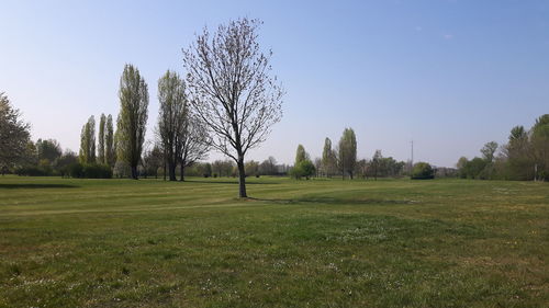 Trees on field against clear sky