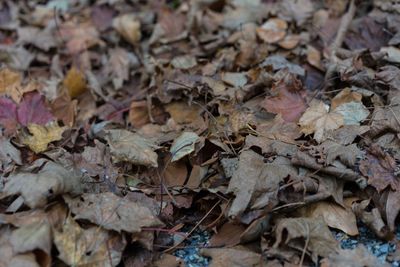 Full frame shot of dried autumn leaves on ground