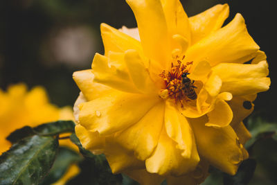 Close-up of yellow flower on plant