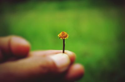 Close-up of hand holding flower