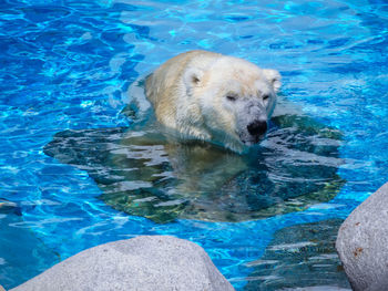 High angle view of polar bear swimming in sea