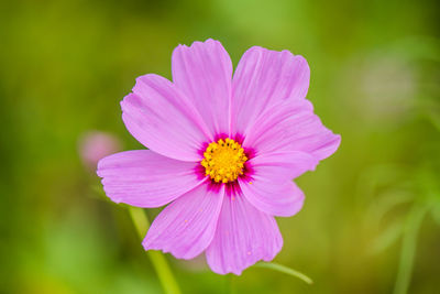 Close-up of pink cosmos flower