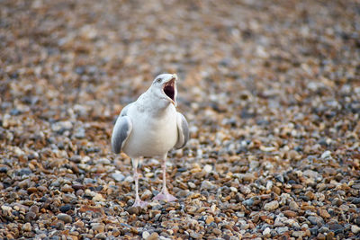 Close-up of seagull perching on pebbles at beach