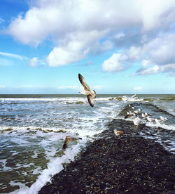 Seagulls flying at shore