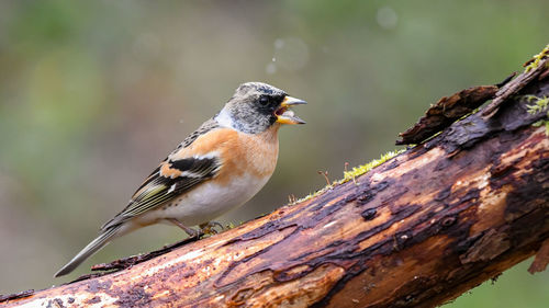 Close-up of bird perching on tree