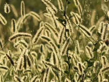 Close-up of reed growing in field